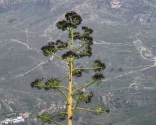 El gran arbol